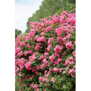 Rosier liane ancien - American Pillar - ©Roses Guillot®