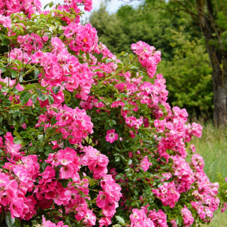 Rosier liane ancien - American Pillar - ©Roses Guillot®