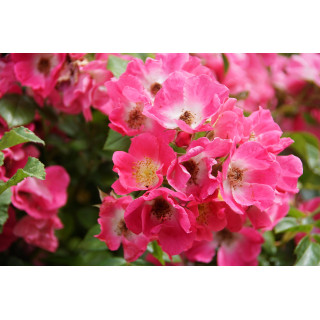 Rosier liane ancien - American Pillar - ©Roses Guillot®