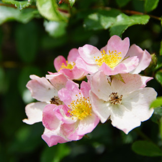 Rosier Ancien - Ballérina - ©Roses Guillot®
