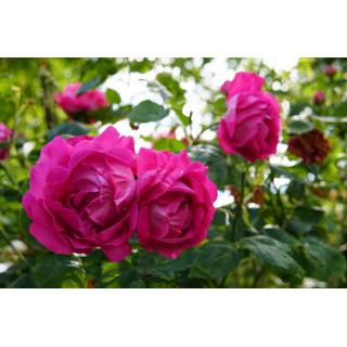 Rosier ancien Guillot - Baron J.B. Gonella - ©Roses Guillot®