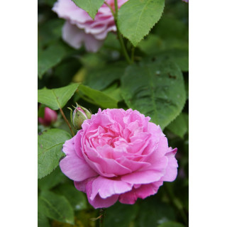 Rosiers Anciens - Baronne A.de Rothschild - ©Roses Guillot®