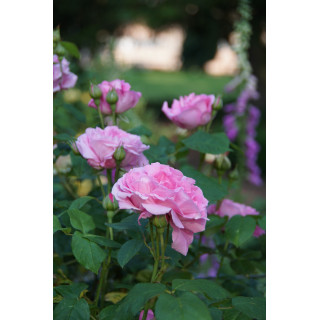 Rosiers Anciens - Baronne A.de Rothschild - ©Roses Guillot®