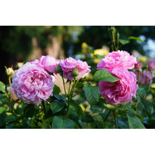 Rosiers Anciens - Baronne A.de Rothschild - ©Roses Guillot®