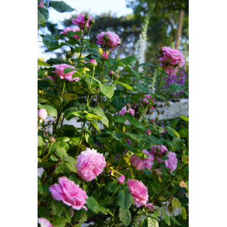 Rosiers Anciens - Baronne A.de Rothschild - ©Roses Guillot®