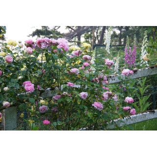 Rosiers Anciens - Baronne A.de Rothschild - ©Roses Guillot®