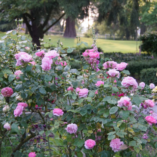 Rosiers Anciens - Baronne A.de Rothschild - ©Roses Guillot®