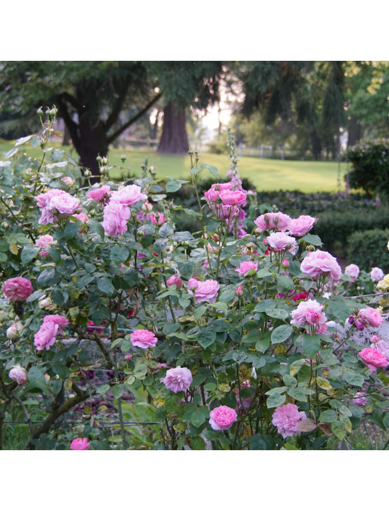 Rosiers Anciens - Baronne A.de Rothschild - ©Roses Guillot®
