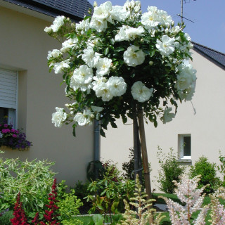 DECOROSIERS Opalia Tige®