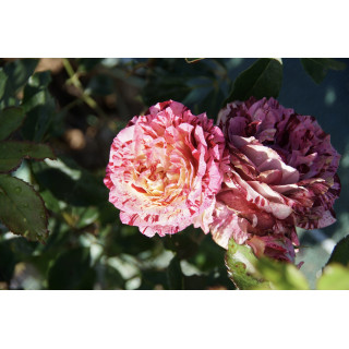 Rosier Terre des Roses® Guillot® - Belle d'Espinouse®