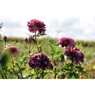 Rosier Terre des Roses® Guillot® - Belle d'Espinouse®