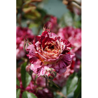 Rosier Terre des Roses® Guillot® - Belle d'Espinouse®