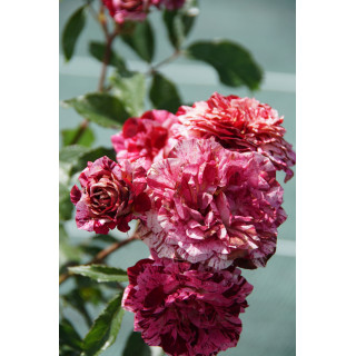 Rosier Terre des Roses® Guillot® - Belle d'Espinouse®