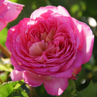 Rosier Générosa® - Roses en Baie - ©Roses Guillot®