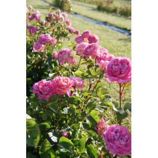 Rosier Générosa® - Roses en Baie - ©Roses Guillot®