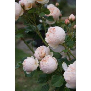 Rosier Guillot® Générosa® - GUILLOT N°1 - ©Roses Guillot®