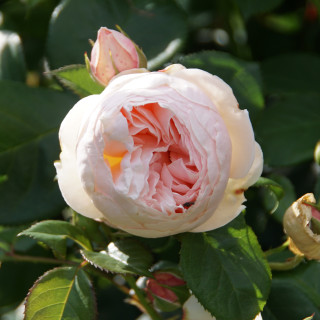 Rosier Guillot® Générosa® - GUILLOT N°1 - ©Roses Guillot®