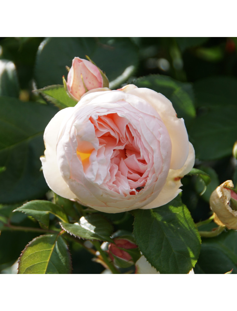 Rosier Guillot® Générosa® - GUILLOT N°1 - ©Roses Guillot®