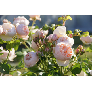 Rosier Guillot® Générosa® - GUILLOT N°1 - ©Roses Guillot®