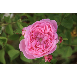 Rosiers Anciens - Baronne Prévost - ©Roses Guillot®