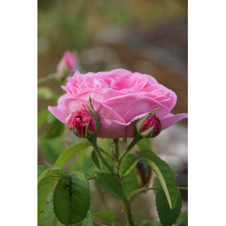 Rosiers Anciens - Baronne Prévost - ©Roses Guillot®