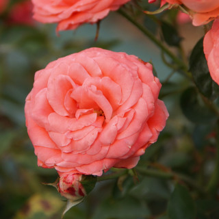 Rosier Générosa® Guillot® - Belle de Dom®