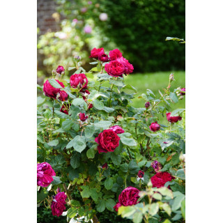 Rosier Guillot® Générosa® - Rose Bicentenaire de Guillot®