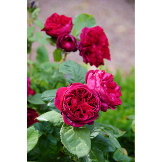Rosier Guillot® Générosa® - Rose Bicentenaire de Guillot®