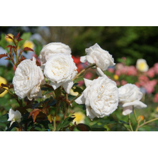 Rosier Guillot® Générosa® - Blanche de Castille®