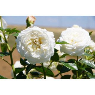 Rosier Guillot® Générosa® - Blanche de Castille®