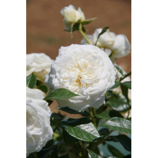 Rosier Guillot® Générosa® - Blanche de Castille®