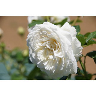 Rosier Guillot® Générosa® - Blanche de Castille®