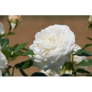 Rosier Guillot® Générosa® - Blanche de Castille®
