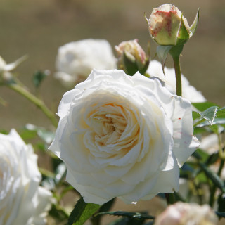Rosier Guillot® Générosa® - Blanche de Castille®