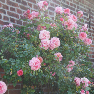 Rosier ancien grimpant - Aloha - - ©Roses Guillot®