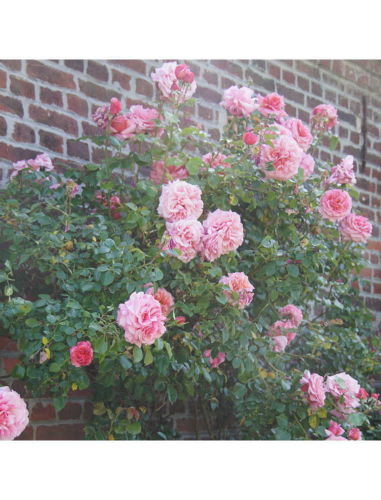 Rosier ancien grimpant - Aloha - - ©Roses Guillot®