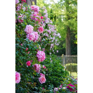 Rosier ancien grimpant - Aloha - - ©Roses Guillot®