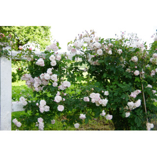 Rosier Ancien - Blush Noisette - ©Roses Guillot®