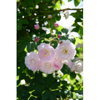 Rosier Ancien - Blush Noisette - ©Roses Guillot®