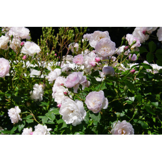 Rosier Ancien - Blush Noisette - ©Roses Guillot®