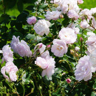 Rosier Ancien - Blush Noisette - ©Roses Guillot®
