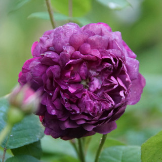 Rosier ancien - Cardinal de Richelieu - ©Roses Guillot®