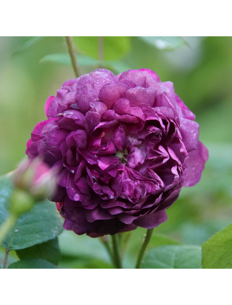 Rosier ancien - Cardinal de Richelieu - ©Roses Guillot®