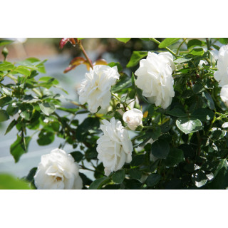 Rosier Terre des Roses® - Carole De Carolis® - ©Roses Guillot®