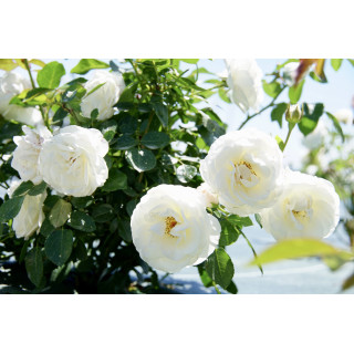 Rosier Terre des Roses® - Carole De Carolis® - ©Roses Guillot®