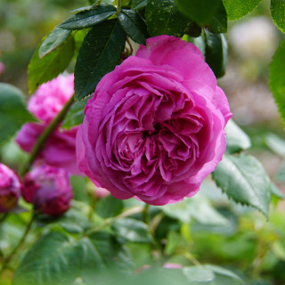 Rosier Ancien Guillot® - Catherine Guillot - ©Roses Guillot®
