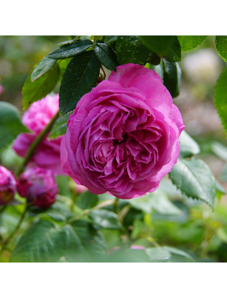 Rosier Ancien Guillot® - Catherine Guillot - ©Roses Guillot®
