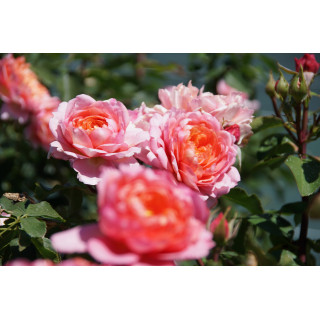 Chantal Ladesou® - Terre des Roses Guillot