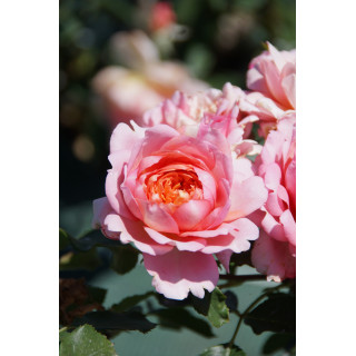 Chantal Ladesou® - Terre des Roses Guillot