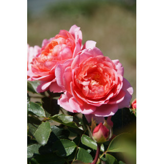 Chantal Ladesou® - Terre des Roses Guillot